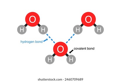 Vector illustration of hydrogen bond and covalent bond in water molecule.