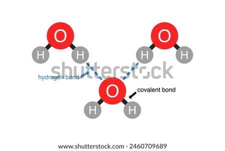 Vector illustration of hydrogen bond and covalent bond in water molecule.