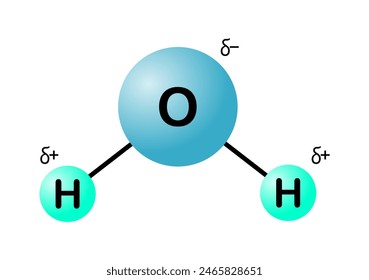 Vector illustration of hydrogen bonding in water molecule on white background.