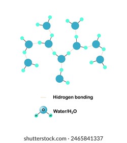 Vector illustration of hydrogen bonding in water molecule on white background.