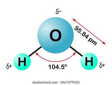 Vector illustration of hydrogen bonding in water molecule on white background.