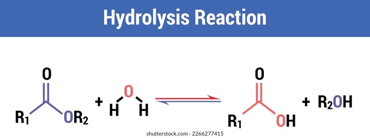Vector Illustration for Hydrolysis Reaction