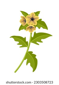 Vector illustration, Hyoscyamus niger, commonly known as henbane, isolated on white background.