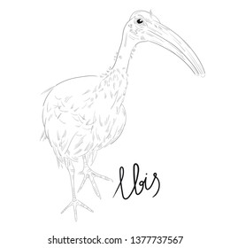 Vector illustration of ibis bird. Sketch. Black outline. Hand drawn lettering. Isolated on white background.