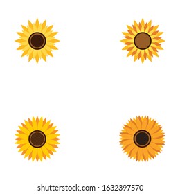Vector illustration icon of beautiful sunflower with white background