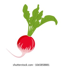 Vector illustration icon of a radish