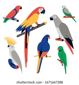 Conjunto de iconos de ilustración vectorial de loros. Loro de Eclectus, macao escarlata, loro gris africano, budgerigar, cacatú con crema de azufre, paracaídas de cuello alto.