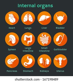 Vector illustration of icons of internal human organs Flat design