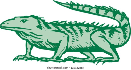 Vector illustration of an iguana