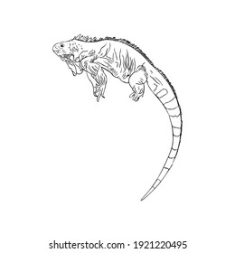 Vector illustration of iguana, tropical lizard. Isolated exotic animal in line for printing on paper, blank for designer, coloring