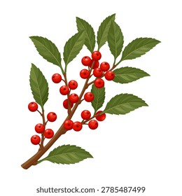 Vector illustration of Ilex verticillata, known as winterberry, isolated on a white background.
