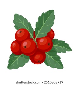 Vektorgrafik von Ilex vomitoria, gemeinhin als yaupon bekannt, oder yaupon holly, einzeln auf weißem Hintergrund.