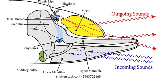 Vector illustration illustrating sound generation, propagation and reception in a toothed whale