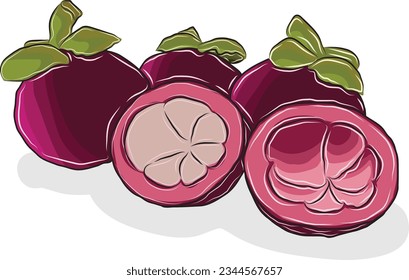 Vector illustration or illustrator Mangosteen fruit.It is an image that emphasizes liveliness.