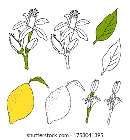 Vektorgrafik mit dem Bild von ah von gelben Zitronen mit grünen Blättern und Blumen. Von Hand in Doodle-Stil gezeichnet. Farbiges Design für die Dekoration von Rezepten, Speisekarte, Karte, Einladung, Verpackungspapier