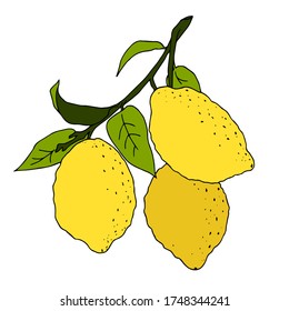 Vector illustration with the image of a branch of yellow lemons with green leaves. Drawn by hands in doodle style. Colorful design for decorating recipe, menu, card, invitation, wrapping paper