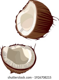 Vector illustration with the image of a coconut is split into two halves