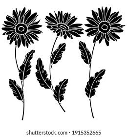 Vector illustration, image of daisies flowers, drawing in black, template, stencil, isolate on a white background