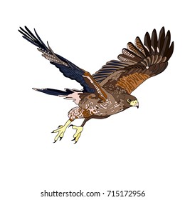 Vector illustration, an image of a flying hawk. Black line, black and white and gray spots, black silhouette, color image