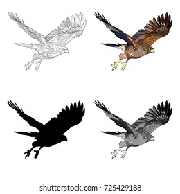 Vector illustration, an image of a flying hawk. Black line, black and white and gray spots, black silhouette, color image.