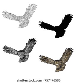 Vector illustration. An image of a flying owl. Black and white line, silhouette, black and white, gray and color image