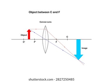Vector illustration of an image formed by a convex lens when an object is positioned between the focal point and the center of curvature of the lens, on a white background.