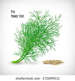 Vector illustration. Image of fresh dill spice plant with seeds. Isolated dill twig, fennel seeds on vignette background. Lettering Dill Fennel Seeds. Herb and spice vector elements for web design.