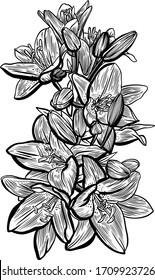 Ilustración vectorial con la imagen de flores de lirios de jardín sobre un fondo blanco. Dibujo lineal.