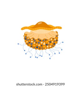 Vector illustration with the image of a jellyfish, showing a cute, colorful design. These aquatic creatures give an idea of life under the surface of the ocean.