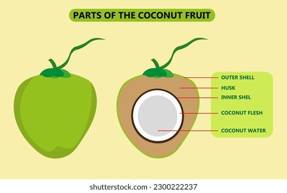 
vector illustration image of parts of a green coconut fruit suitable for science and biology learning media or palm plants and textbook illustrations