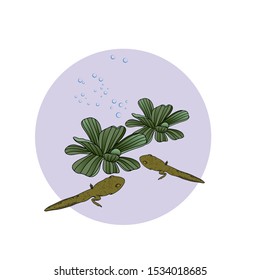 Vector illustration with the image of tadpoles, marsh plants and duckweed. It can be used as a print for t-shirts, the design of children's rooms, cards, badges and other decor.