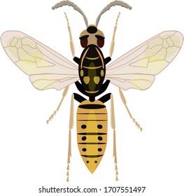 
vector illustration image wasp on a white background from above