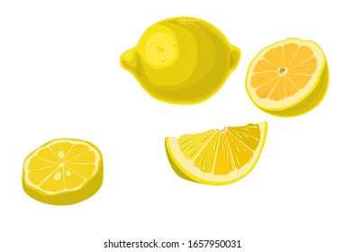 Ilustración vectorial con la imagen de un limón entero medio limón y rodajas sobre un fondo blanco en un estilo realista