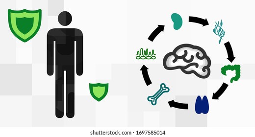 vector illustration of immune system organs controlled by brain and human body protection