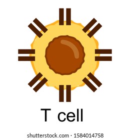 Vector Illustration Of Immune System T Cells Isolated In White Background.