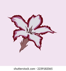 Vector illustration of impala lily flower, plant flat design.