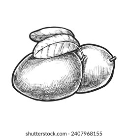 Vector illustration of India harvest stone fruit or mango. Sketch image of plant for tropical farm or exotic garden harvest. Agriculture and vitamin nutrition, healthy food diet. Tropic meal