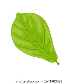 Vector illustration of Indian almond leaf isolated on white background