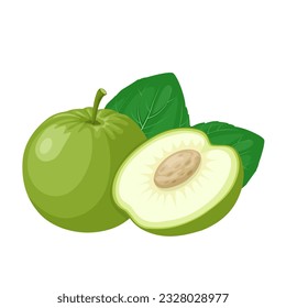 Vector illustration, Indian apple or Ziziphus mauritiana, also called putsa fruit, in English putsa is called indian plum, indian jujube, jujube, masau, or chinee apple.