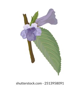 Vector illustration of Indian native Neelakurinji plant with leaves, stalks, flower buds and blooming purple flowers, isolated on white background