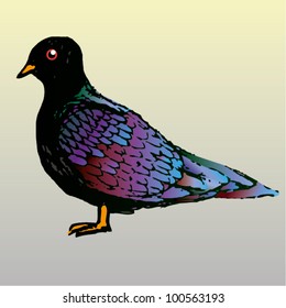 A vector illustration of Indian pigeon.