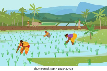 Vector Illustration Of Indian Rice Fields With Workers.Farmer Plowing Field With Pair Of Oxen, Carrying Rice Plants For Planting. Women Working In Rice Field. Authentic Traditional Agriculture.