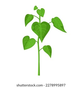 Vektorgrafik des indischen Tulpenbaums (Thespesia populnea)