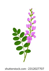 Vector illustration, Indigofera zollingeriana leaf and flower, isolated on white background.