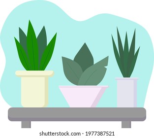 Vector illustration. Indoor flowers on the shelf. Home and office interior. Succulents in a flower pot