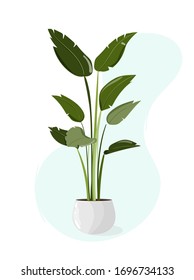 Vector illustration of indoor green plant in a pot. House plant for your design.