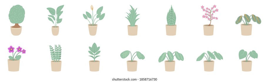 Vector illustration of indoor plants in a pot. Houseplants isolated on white background.