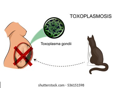 Toxoplasma spóra