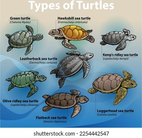 Vector illustration, infographic about types of sea turtles.