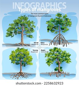 Vector illustration, infographic the most common types of mangrove found in Indonesia